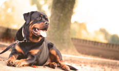 dog cremation - young boxer puppy with ball