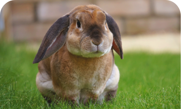 Small Pet Cremations