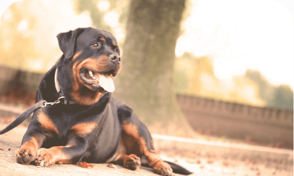 dutton road veterinary clinic cremation