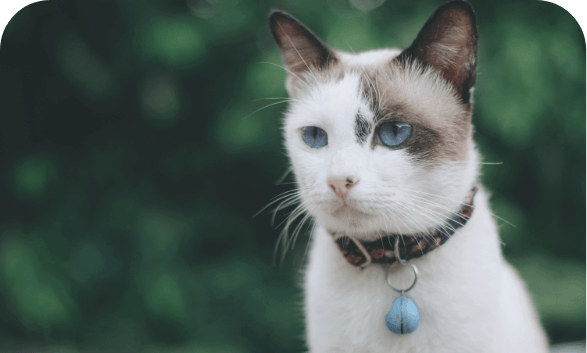 cremation for cats near me