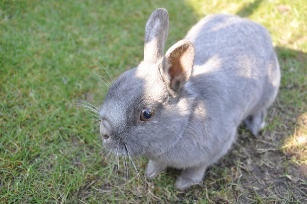 Pebbles - Netherlands Dwarf Rabbit