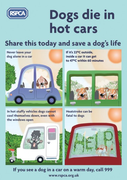 Hot weather and its potential Impact on our Cherished Pet Companions