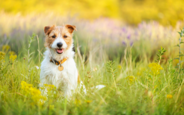 What do I do if my dog dies at home?