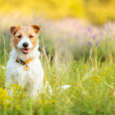 What to do if your dog dies at home?