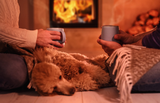 How To Help Your Pet This Bonfire Night