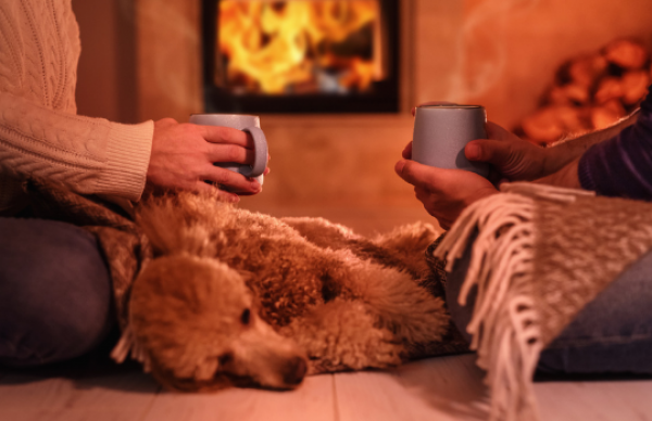 How To Help Your Pet This Bonfire Night
