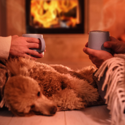 How To Help Your Pet This Bonfire Night