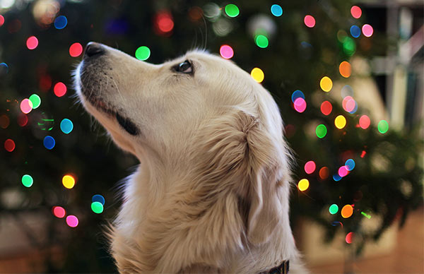 Happy Festive Season Tips for You and Your Pets