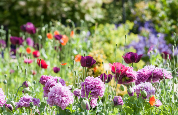 Ideal Plants to Memorialise your Pet
