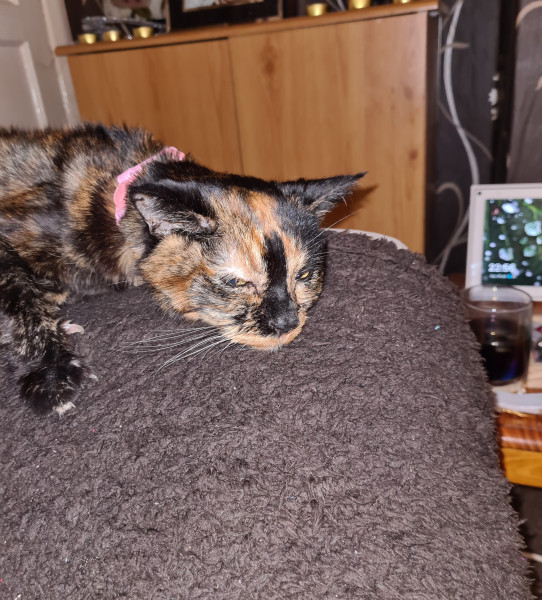 In loving memory of Poppy from Trudi Goodchild PCS Doncaster Pet