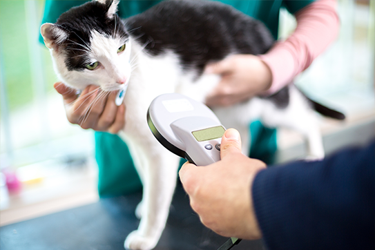 Purrfect Protection: Microchipping your cat is now a legal requirement
