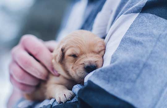 Embracing a New Chapter: Guidance on the best way to adopt or buy a new pet after bereavement