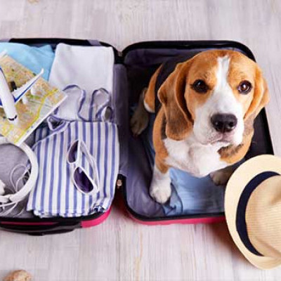 Perfect Holiday Pet Care in the UK