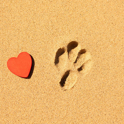Understanding the Stages of Grief for Pets