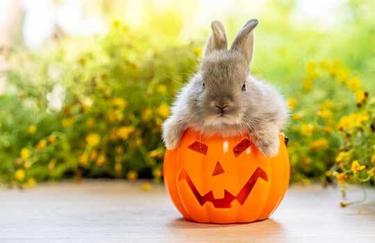 Safe Pets at Halloween