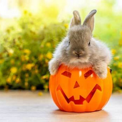 Safe Pets at Halloween
