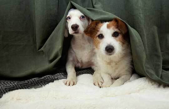 How To Keep Your Pets Safe on Bonfire Night