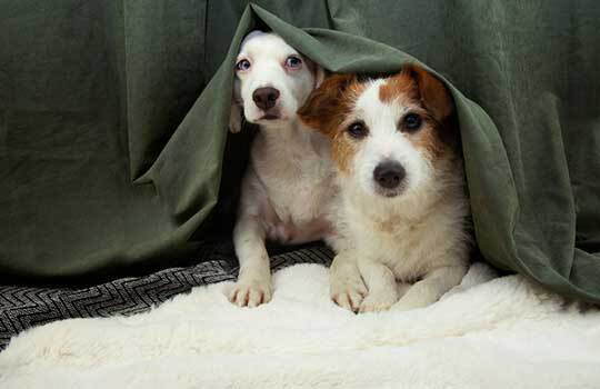 Safe Pets on Bonfire Night