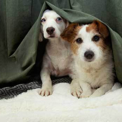 Safe Pets on Bonfire Night