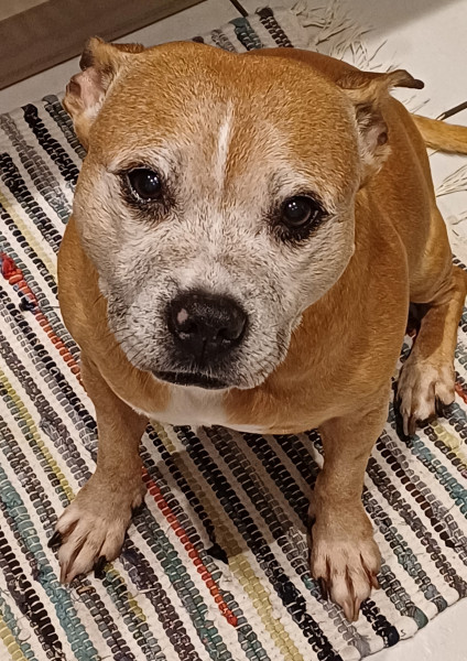 Maisy