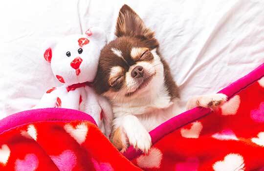 A Guide to Pet-Friendly Valentine's Day