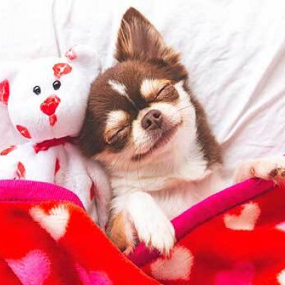 A Guide to Pet-Friendly Valentine's Day