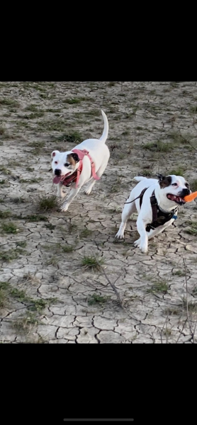 Bonnie and Clyde