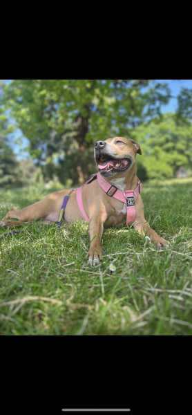 Roxy