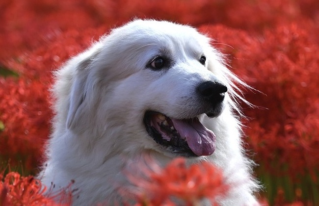 Dog cremation - alert dog