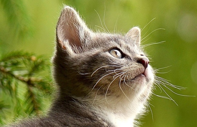 Cat cremation - sitting cat
