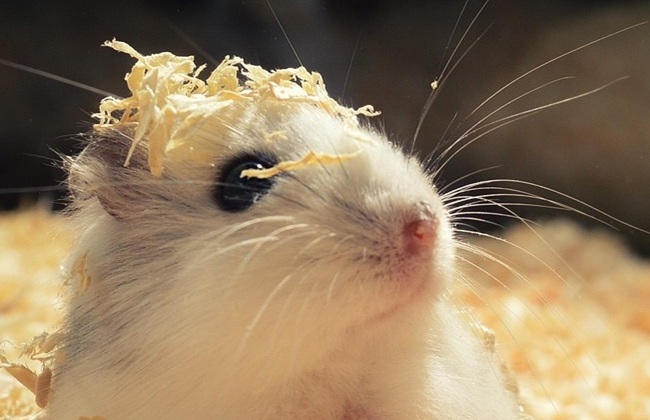 Small pet cremation - guinea pigs