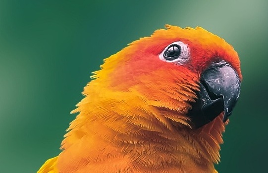 Bird cremation - sun conure