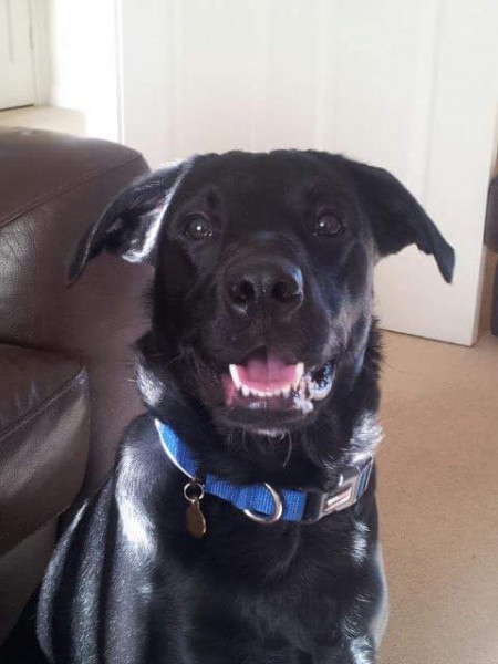 LUDO