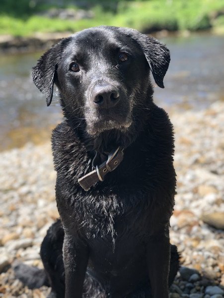 Merlin