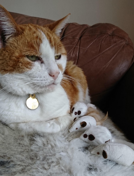 Mr Tibbs (The greater orange monkey of Llanrumney)