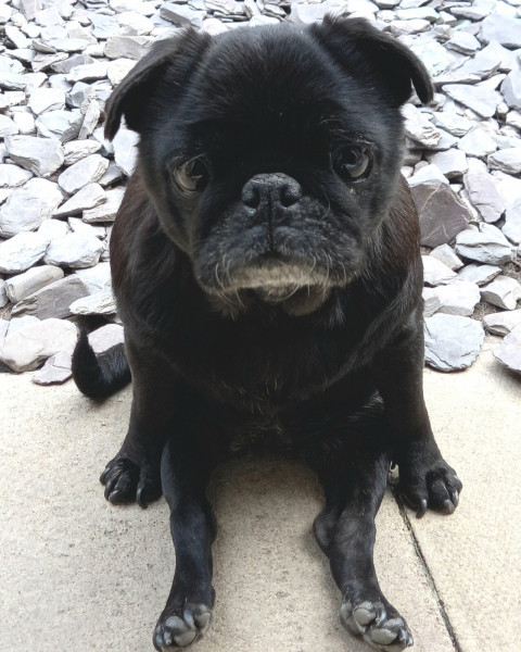 Lola