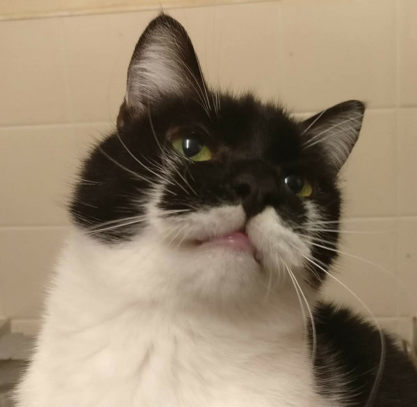 Fluffy