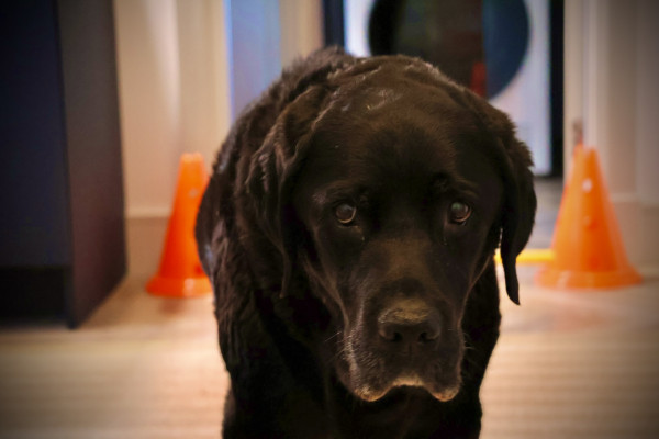 Barney