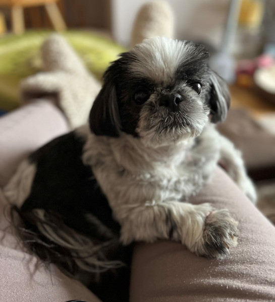 Bosley