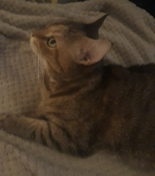 Pixie