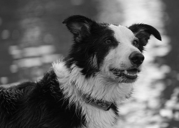 Merlin