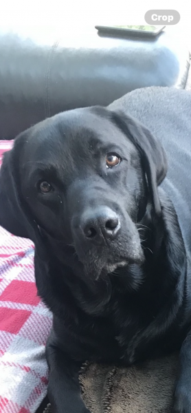 Oscar