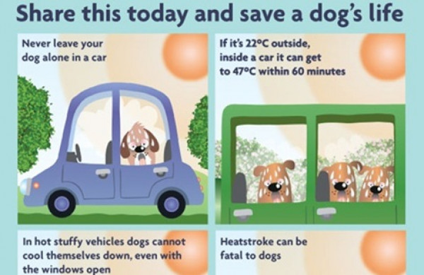 Hot weather and its potential Impact on our Cherished Pet Companions