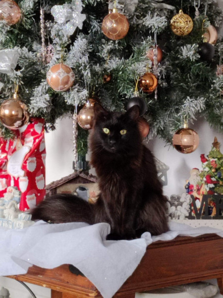 Binx