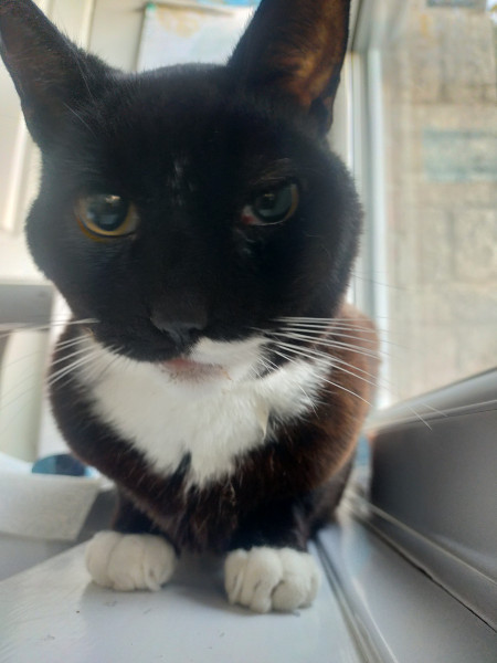 Sox