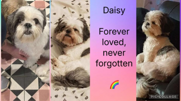 Daisy