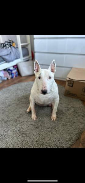 Ozzie