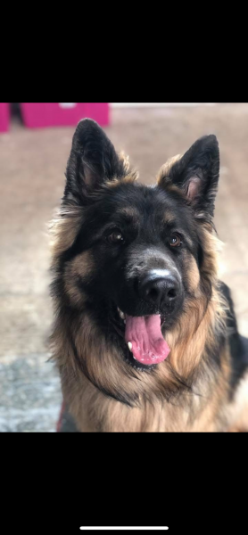 Yogi Bear