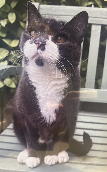 Smokey