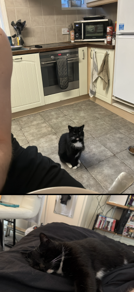 Felix
